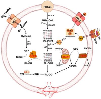 Ferroptosis as a therapeutic target for inflammation-related intestinal diseases